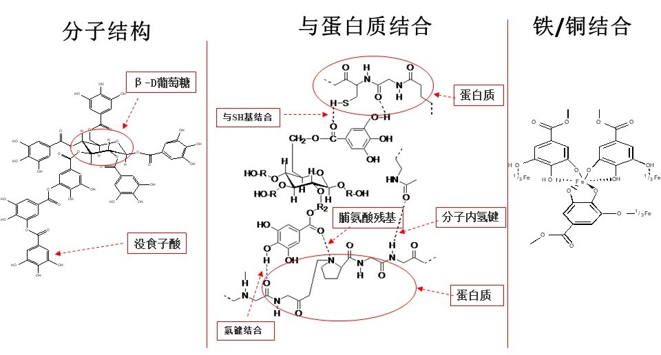 单宁 图1.jpg